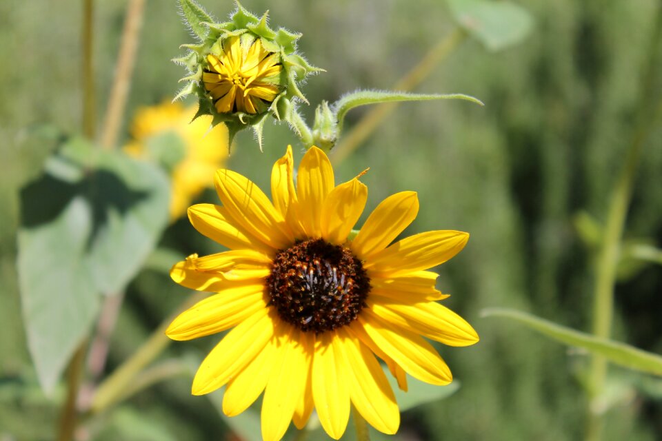Summer flora nature
