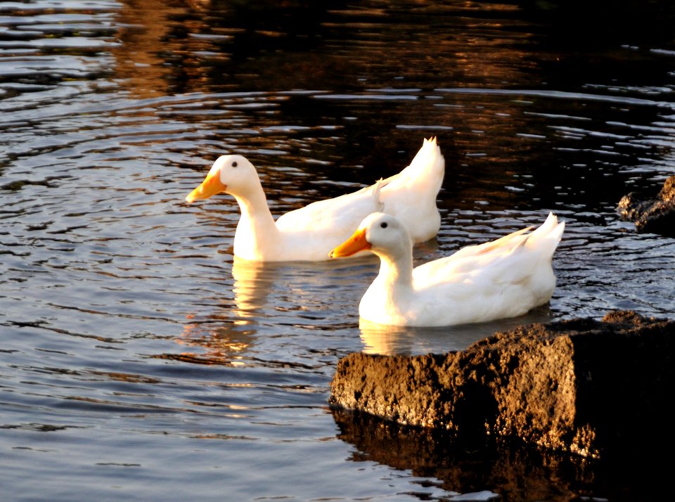 Ducks at Porto Ulisse Ognina Catania Sicilia taly - Creative Commons by gnuckx