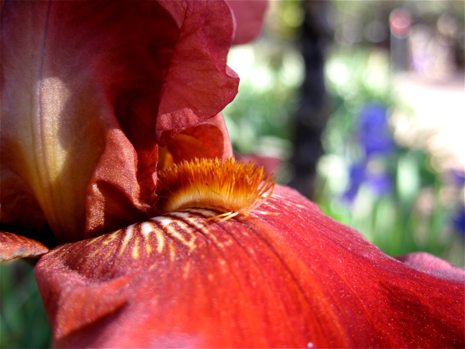 On the Tongue of an Iris