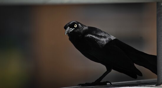 Black nature animal