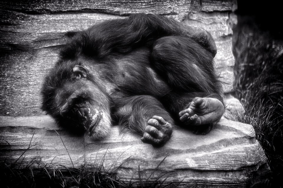 Relax africa black white