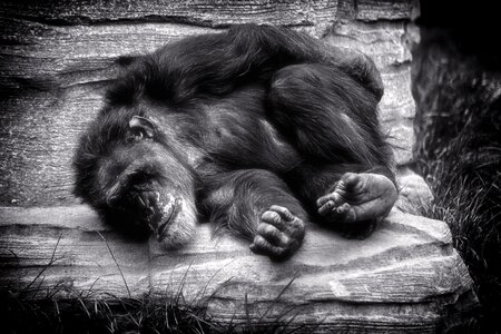 Relax africa black white