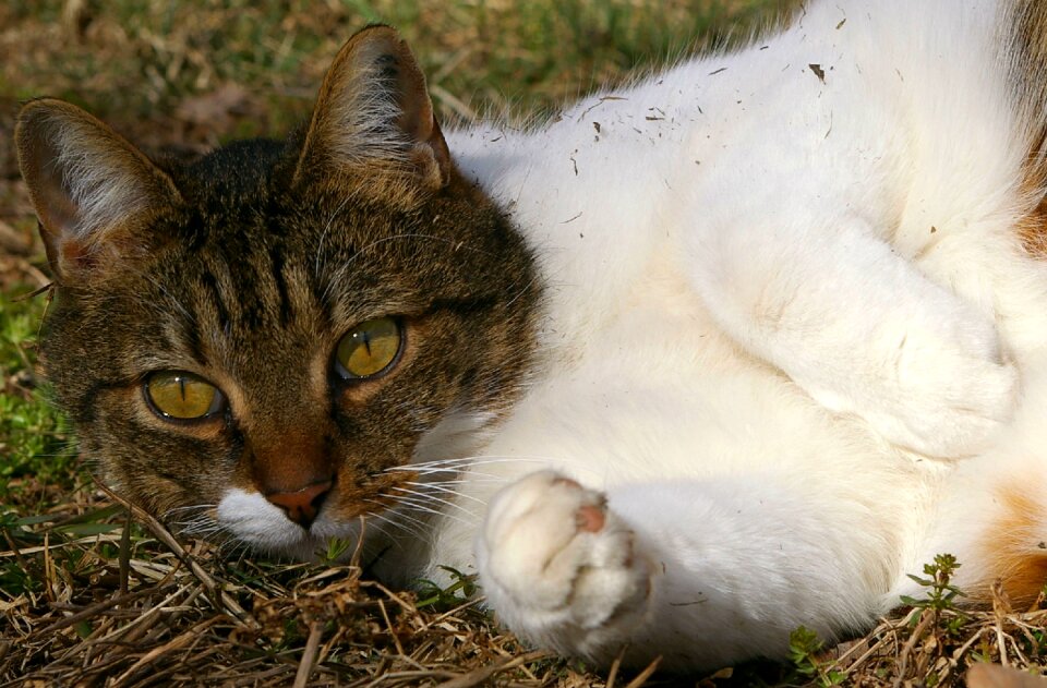Paw eyes animals