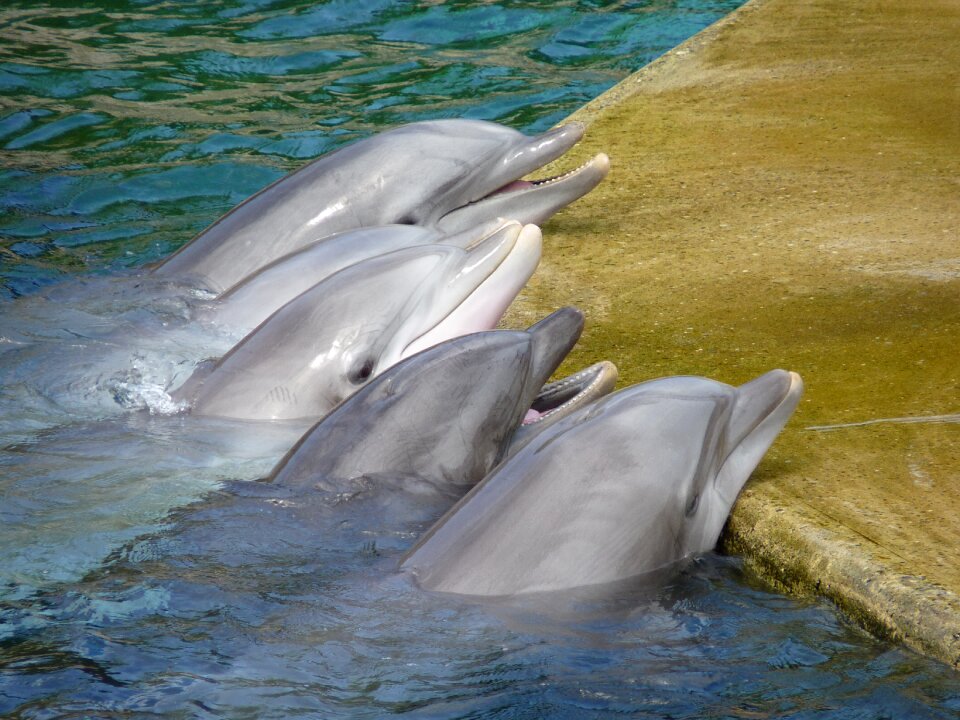 Marine mammals animals show