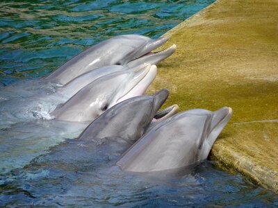 Marine mammals animals show