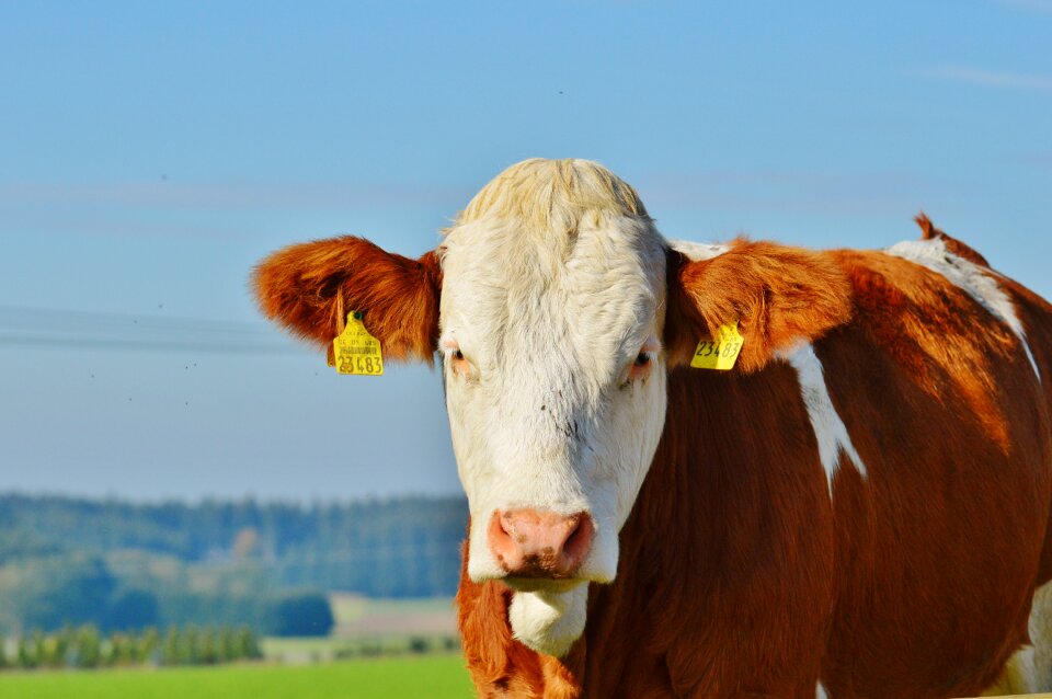 Cute ruminant meadow