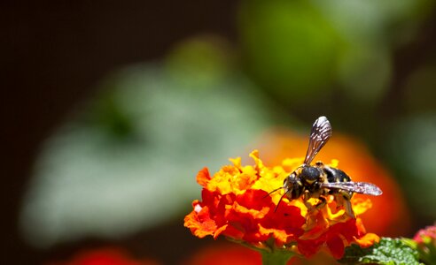 Spring insect garden