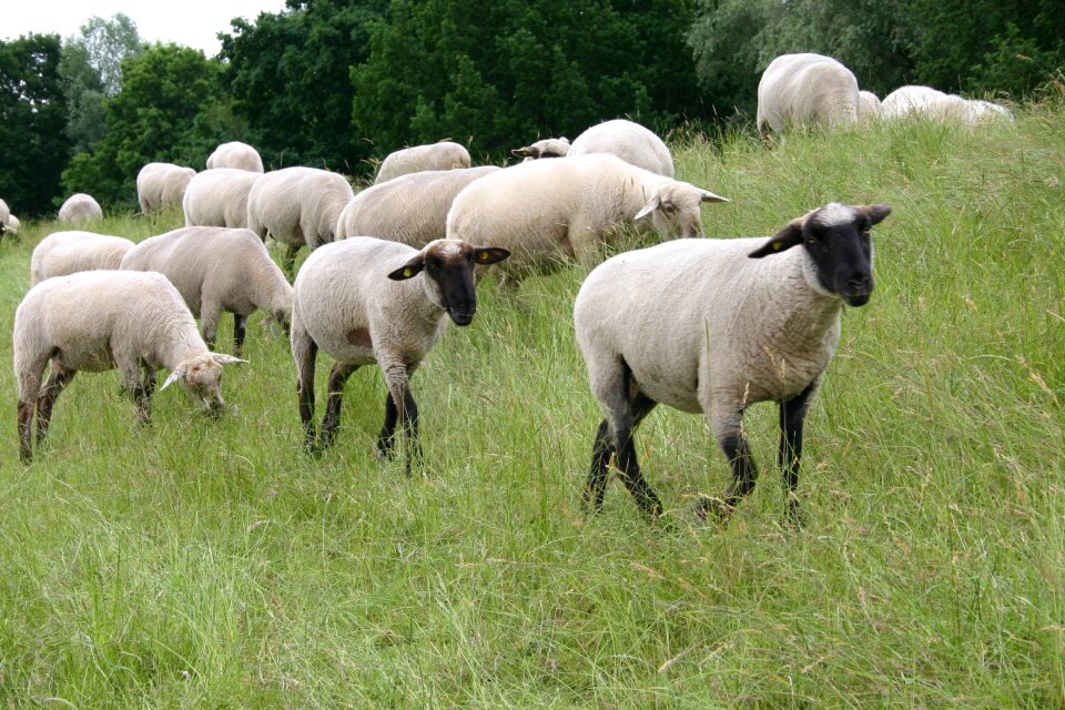 Meadow dike flock of sheep