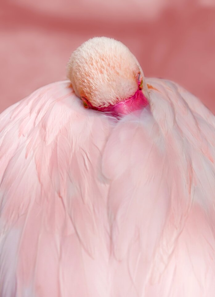Water bird feather pink flamingo
