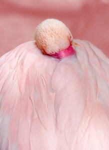 Water bird feather pink flamingo