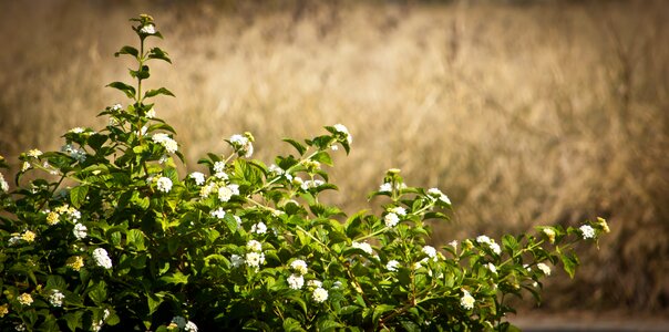 Flower plant green
