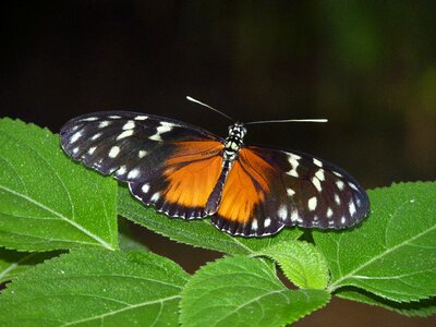 Tropical animal wing
