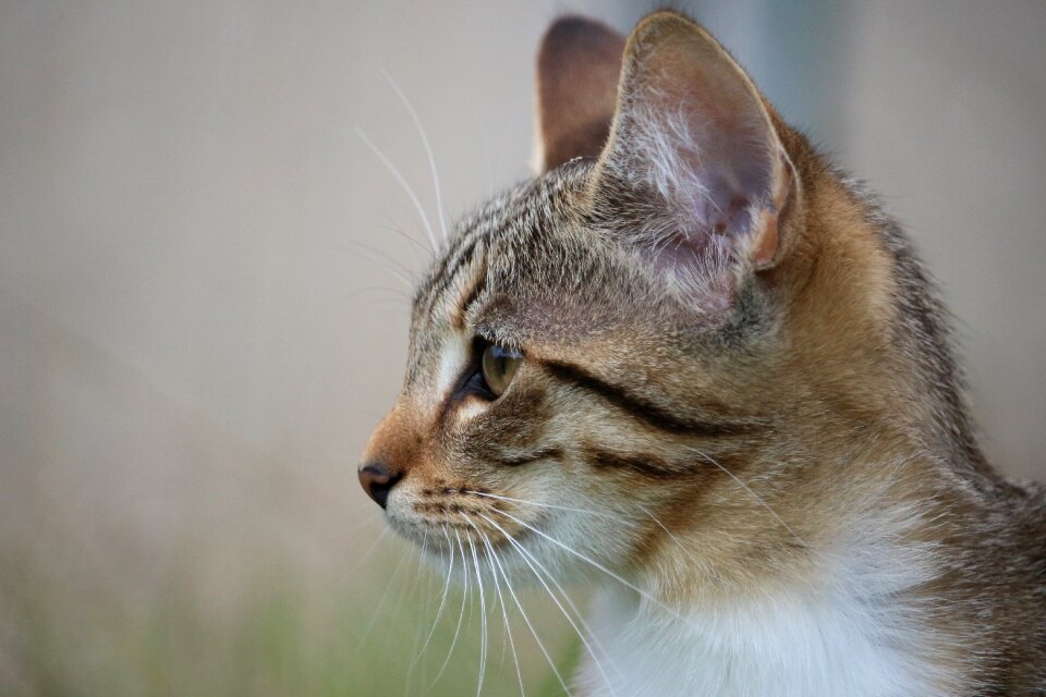 Young cat cat's eyes domestic cat