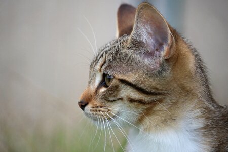 Young cat cat's eyes domestic cat photo