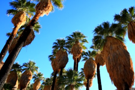 Palm Springs photo