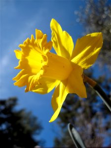 Daffodil Sky