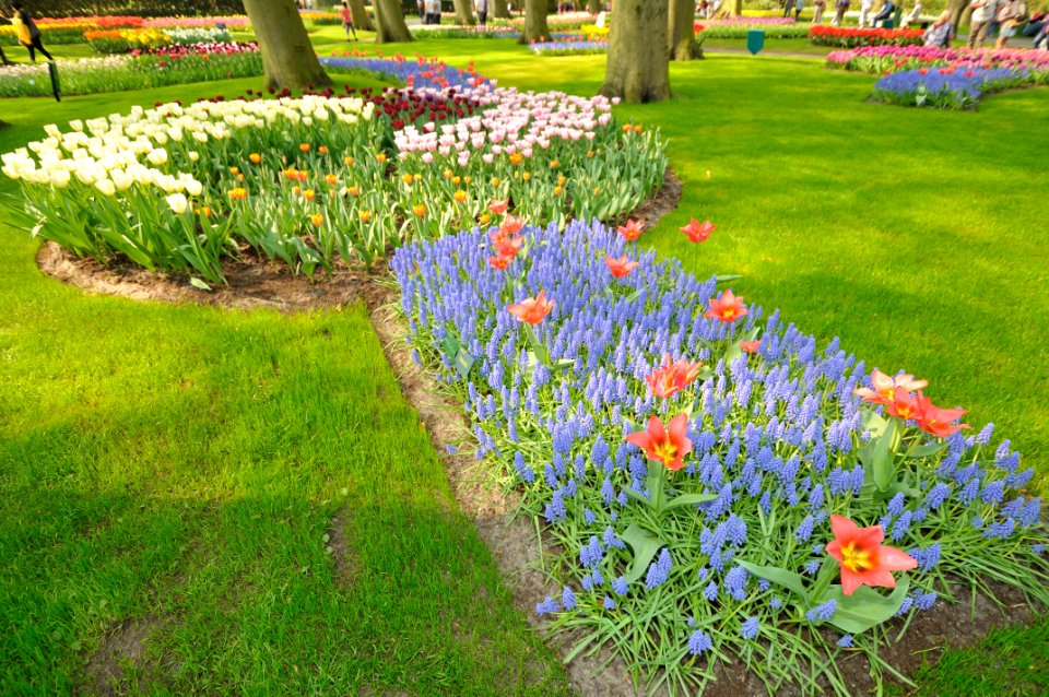Keukenhof Holland Creative Commons by gnuckx