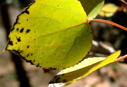 Aspen Profile