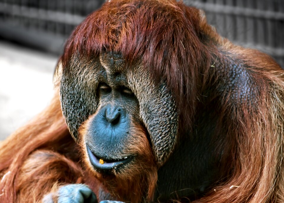 Zoo animal world mammal