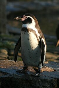 Penguin animals animal photo