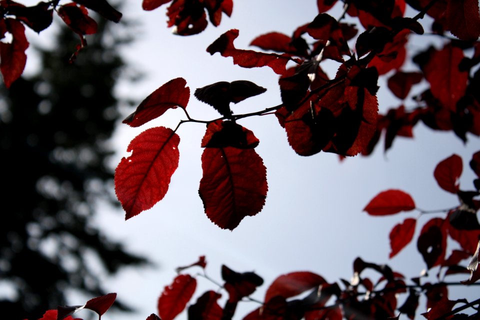 red