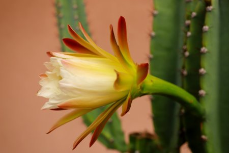 Fiore di cactus photo