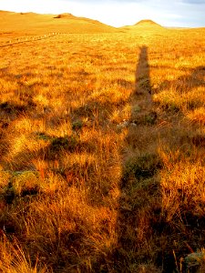 Long Tall Shadow