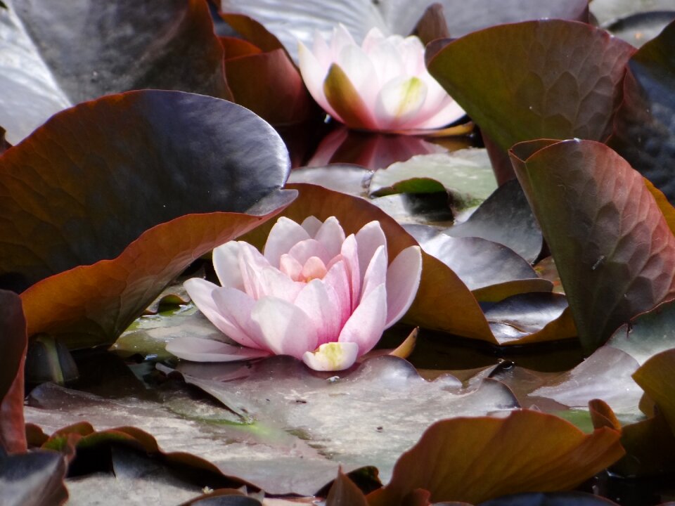 Aquatic plant nature flower