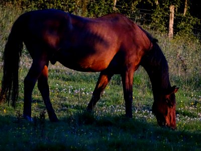 Forest of Dean horse at Sunset
