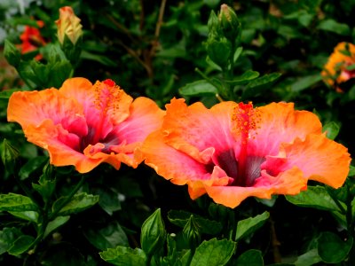 hibiscus twins.  Longwood