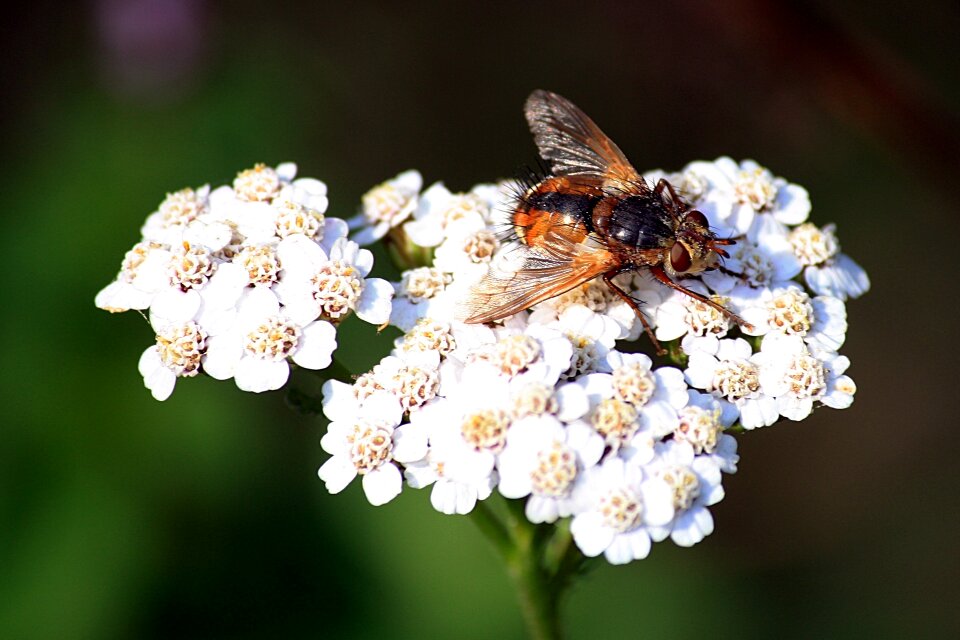 Umbel food intake large campestris