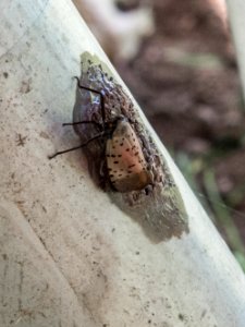 20180830-APHIS-LSC-1056
