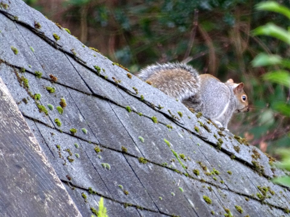 Squirrel with a view