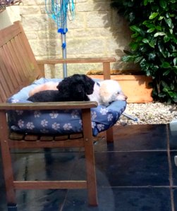 Jasper and Dylan lounging on the patio
