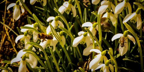 Spring flower insect