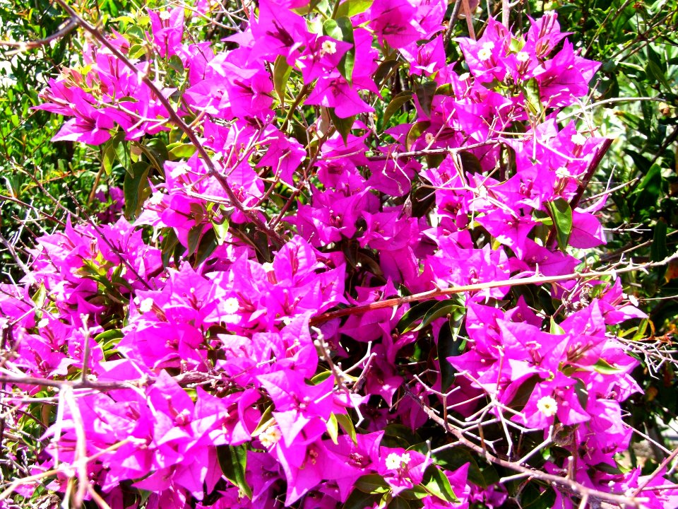 DSCF6214-Scogliera Aci Castello-Sicilia-Italy-Castielli CC0 HQ