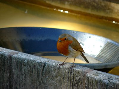 A brave Robin! photo