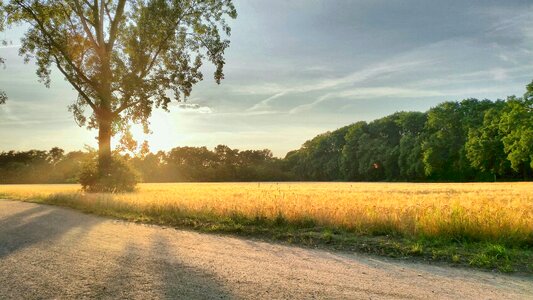 Tree nature abendstimmung photo