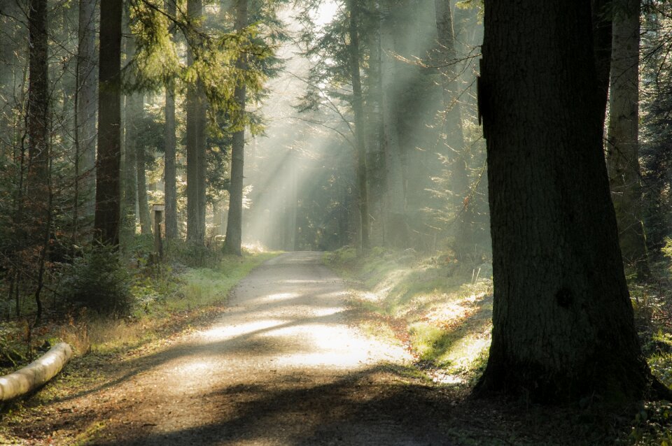 Tree mystical light photo