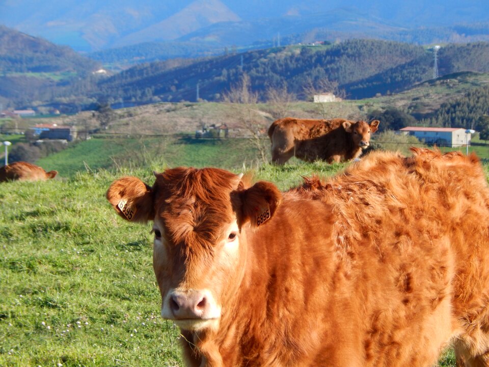 Livestock field green