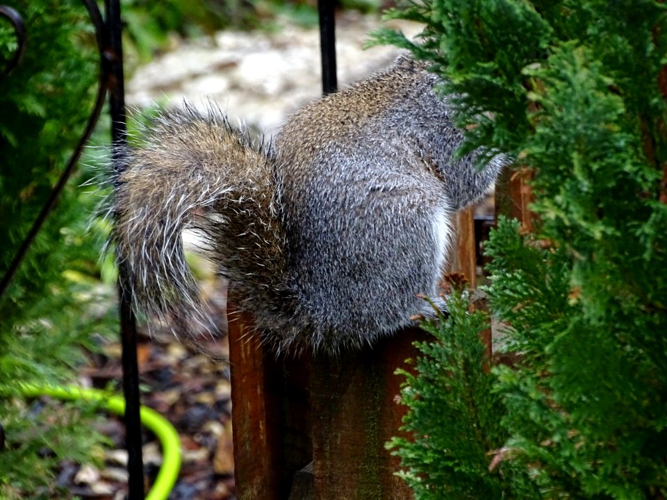Tail of a squirrel
