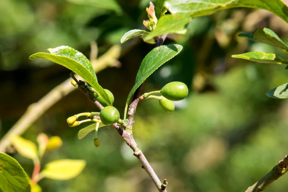 Young young fruit immature