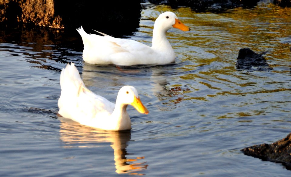 Ducks at Porto Ulisse Ognina Catania Sicilia taly - Creative Commons by gnuckx
