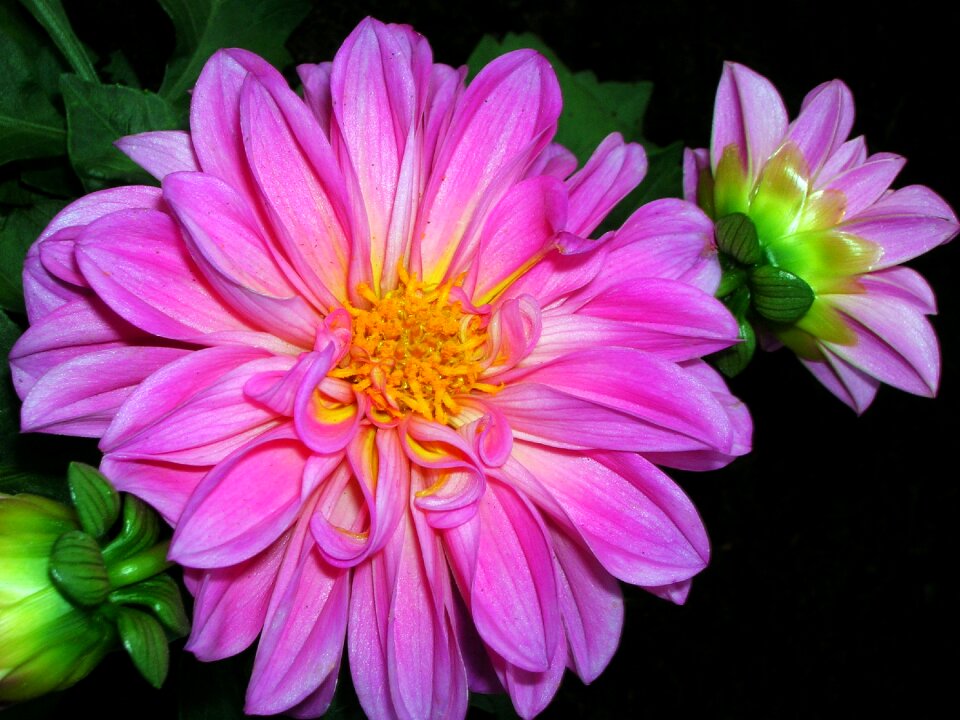 Flower color macro