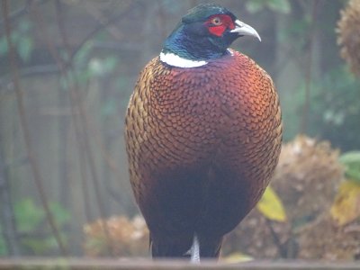 Pheasant on garden fence photo