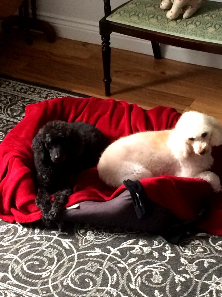 Jasper and Dylan in their favourite bed