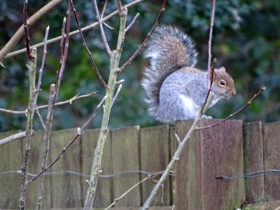 Sitting on the fence
