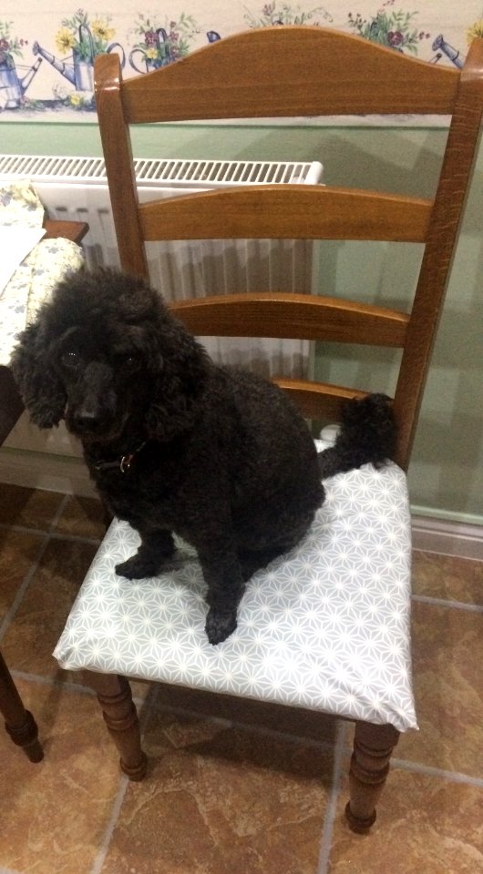 Jasper in the kitchen