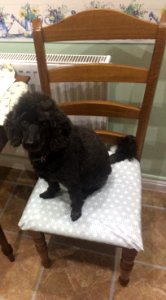 Jasper in the kitchen