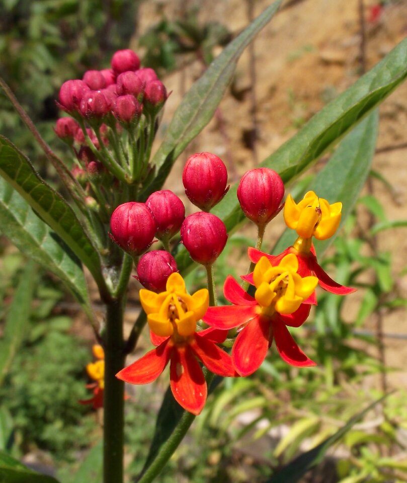 Colorful wildflower flora